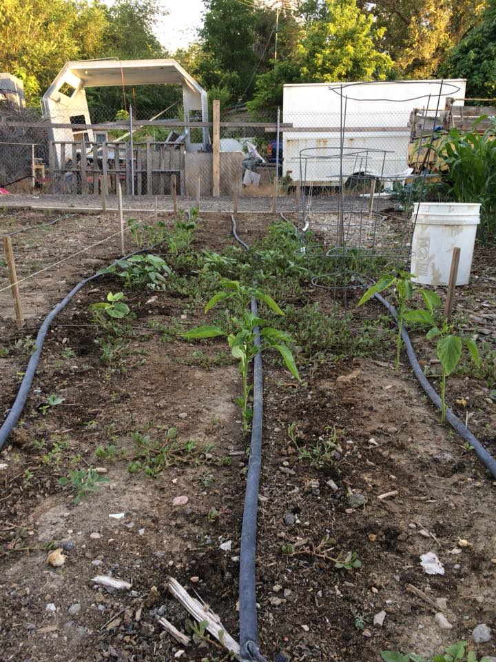 35485143_243477966416925_6782040358688653312_n