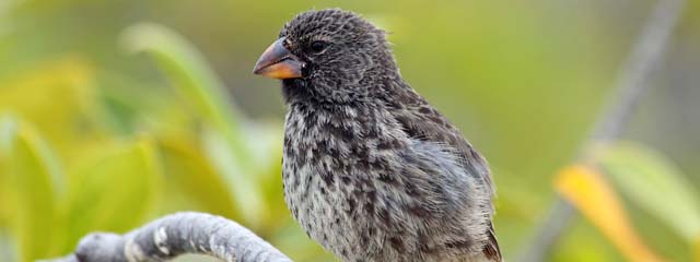 galapagos-islands-darwins-finches