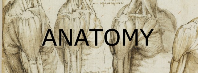 anatomy05