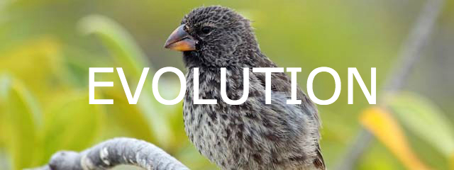 galapagos-islands-darwins-finches